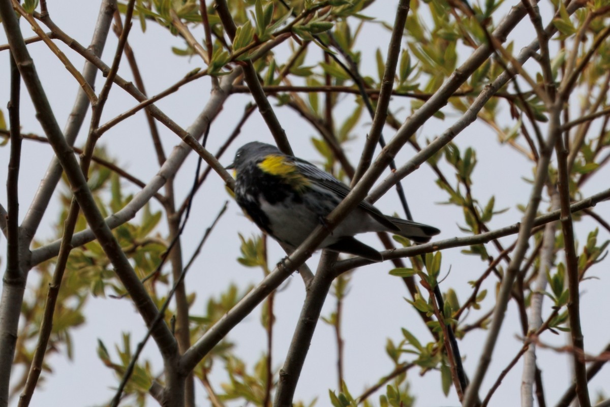 Yellow-rumped Warbler (Audubon's) - ML633578070