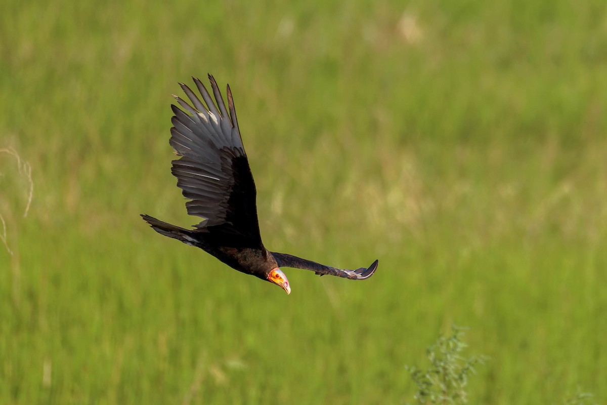 Lesser Yellow-headed Vulture - Blair Dudeck