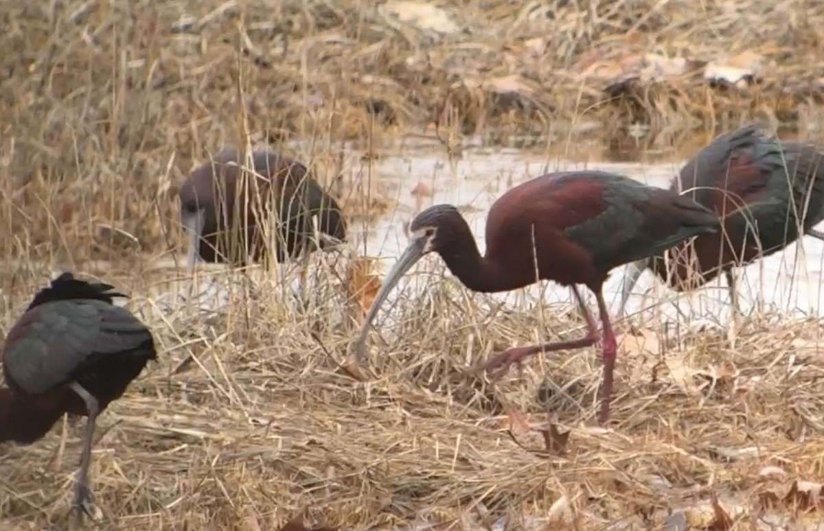 ibis americký - ML633578403