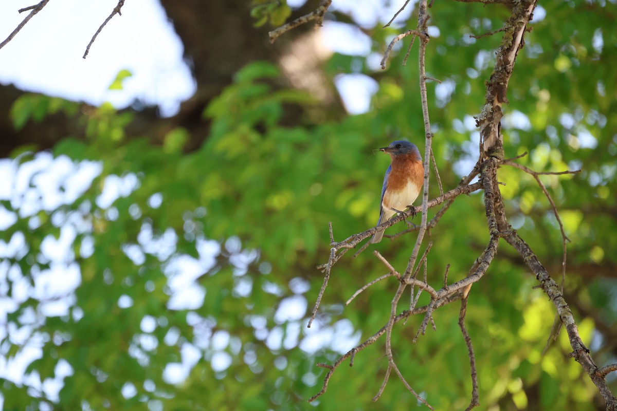 Eastern Bluebird - Alex Fort