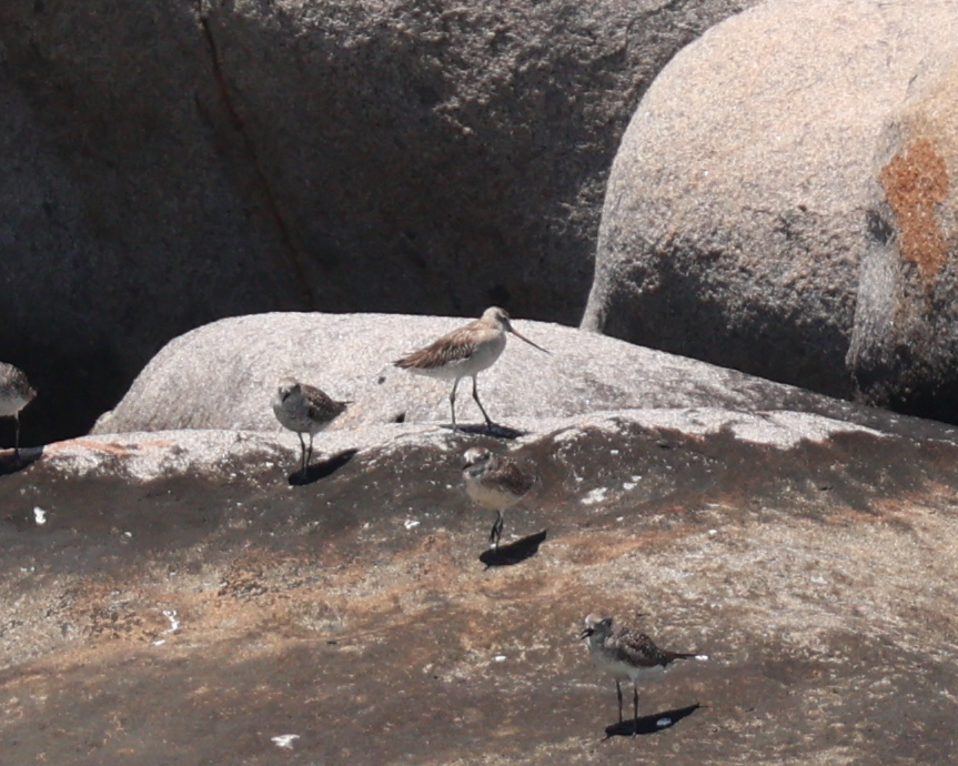 Bar-tailed Godwit - ML633578997