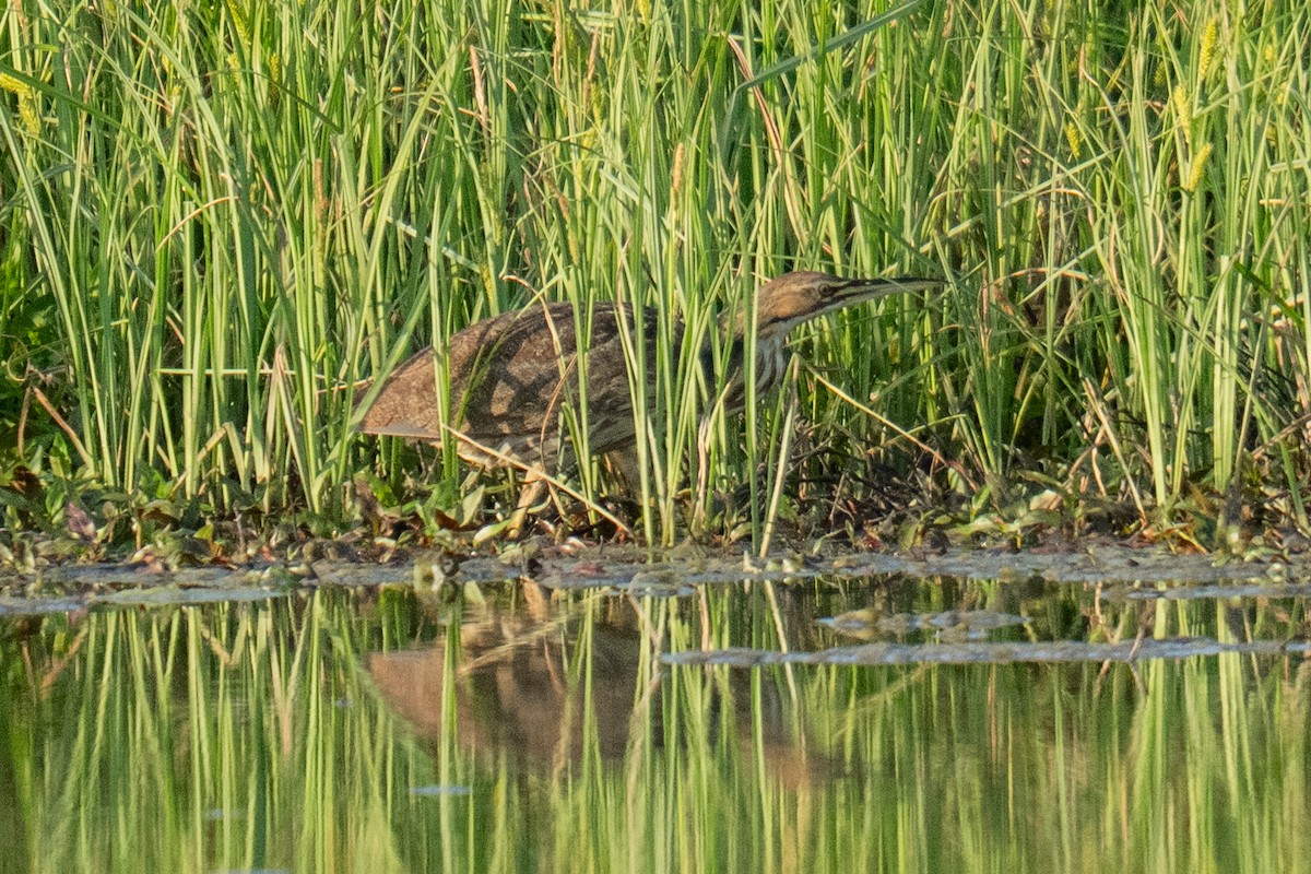 American Bittern - ML633579366