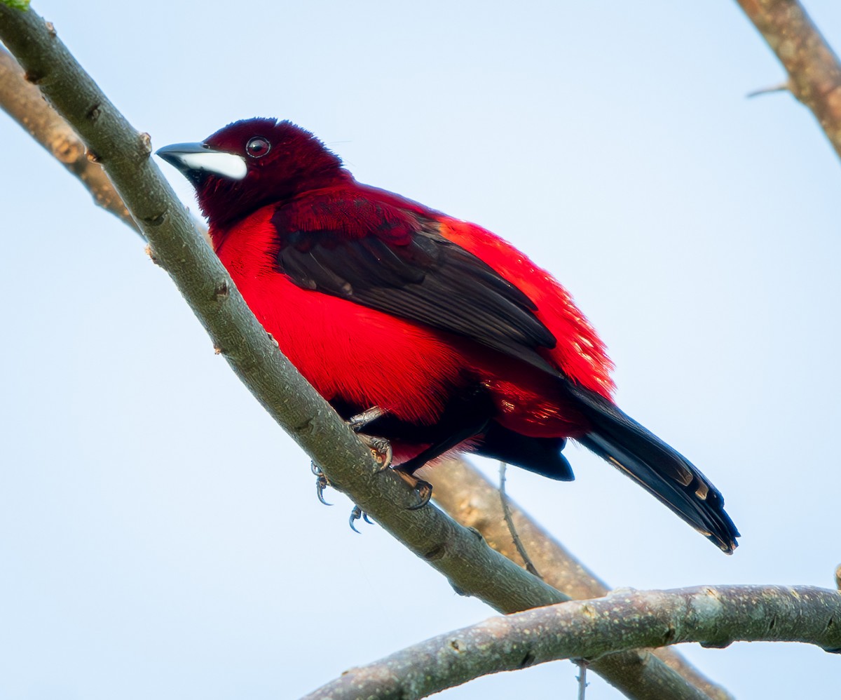 Crimson-backed Tanager - ML633579389