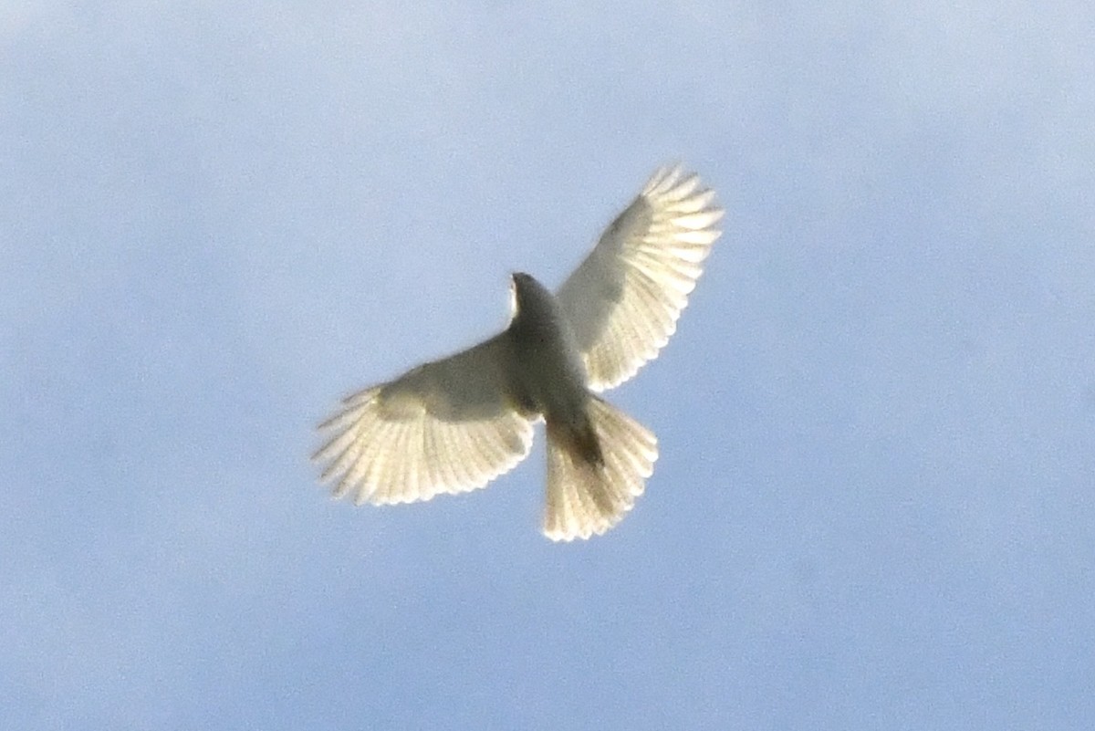 Gray Goshawk - ML633579395