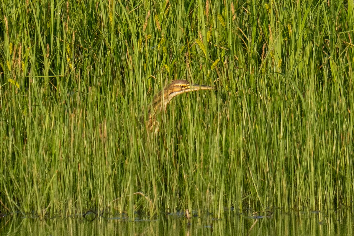 American Bittern - ML633579432