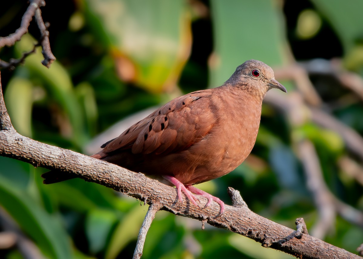 Ruddy Ground Dove - ML633579450