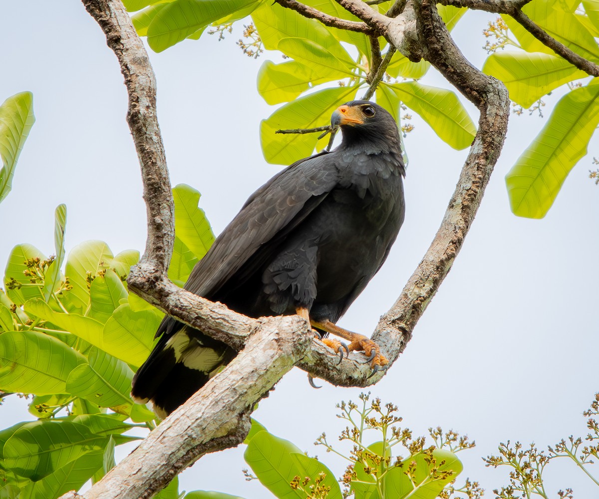 Common Black Hawk - ML633579469