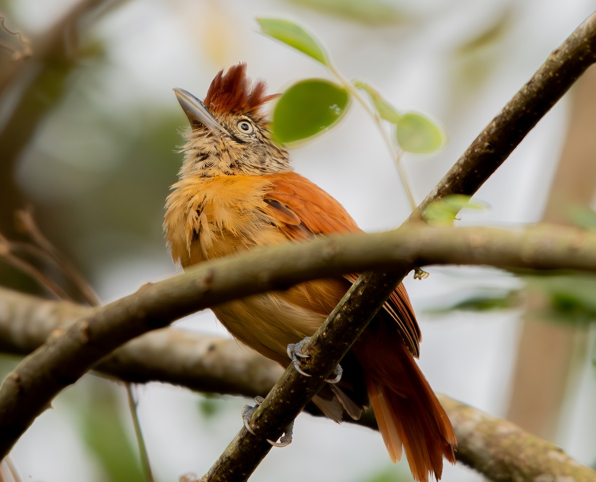 Barred Antshrike - ML633579496