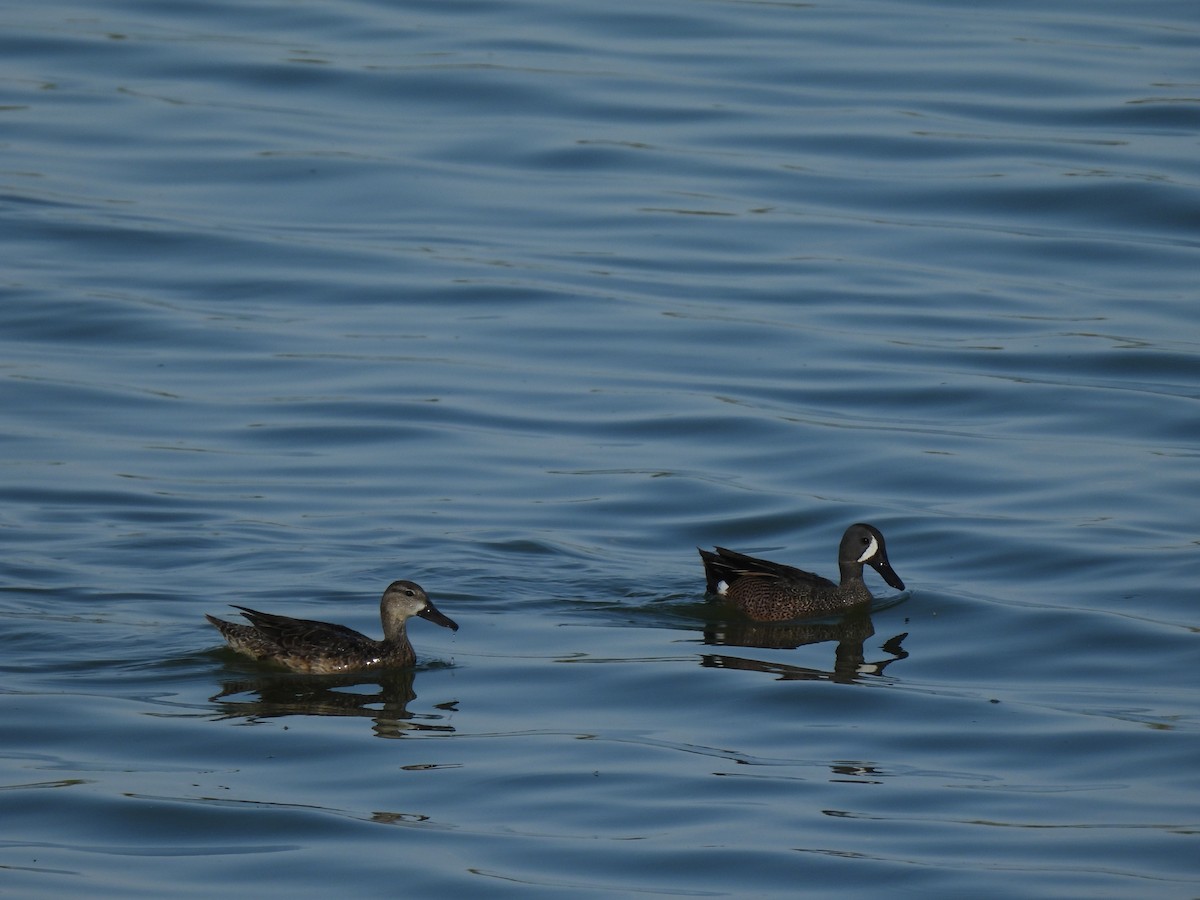 Blue-winged Teal - ML633580010