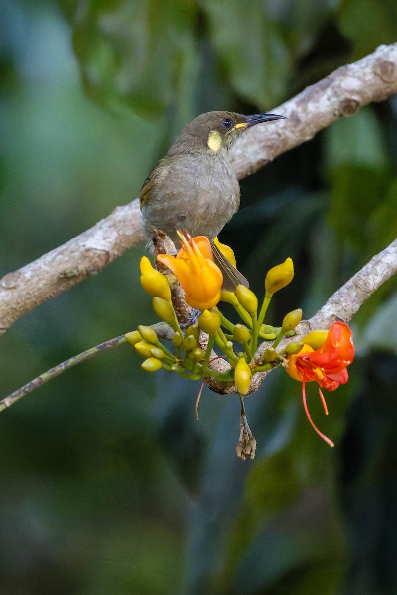 Cryptic Honeyeater - ML633580160