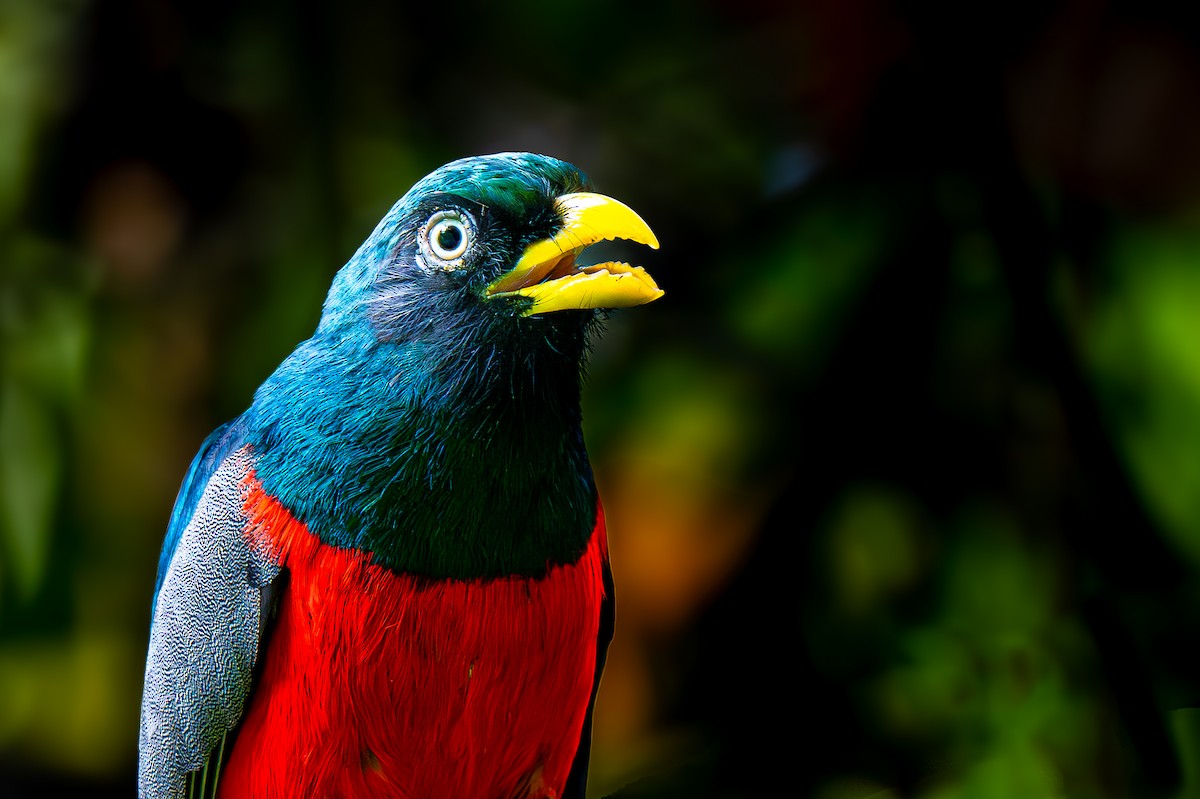 Blue-tailed Trogon - ML633580182