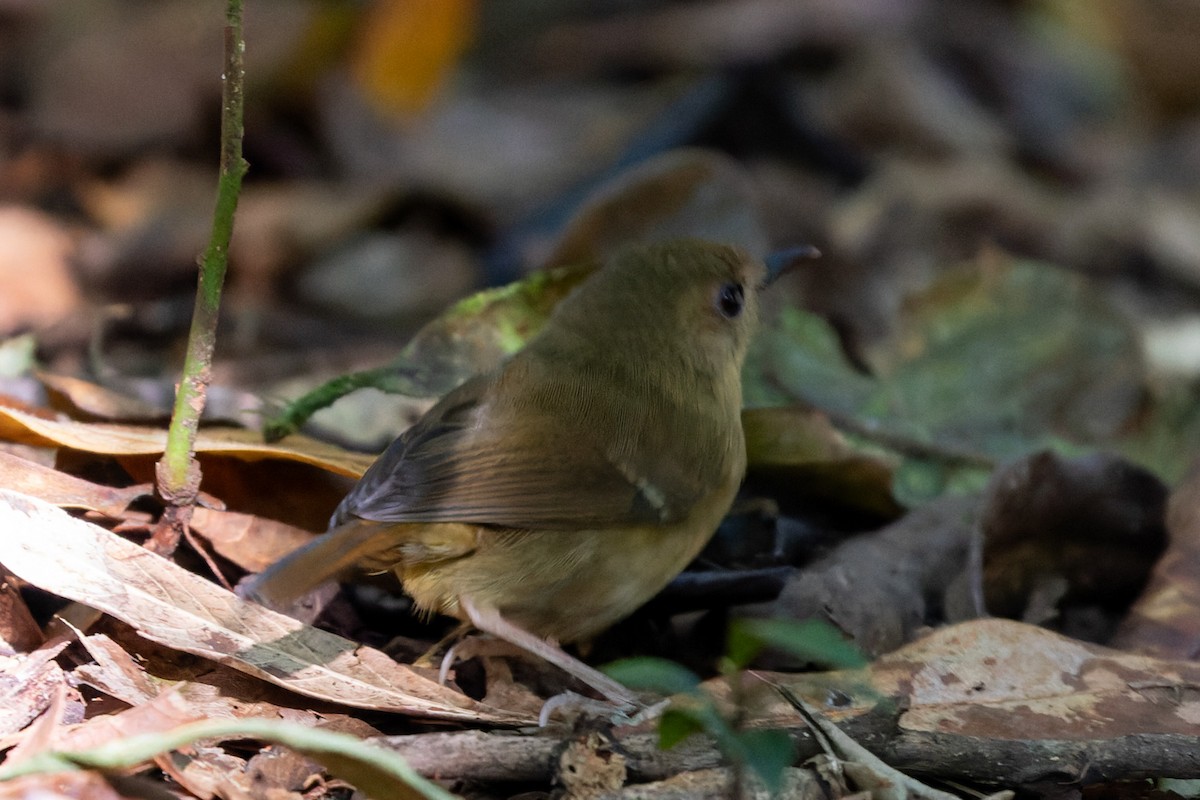 Atherton Scrubwren - ML633580184