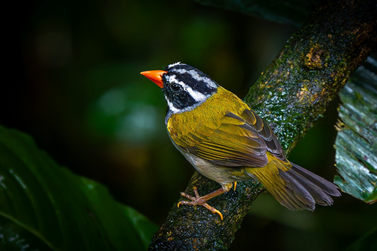 Orange-billed Sparrow - ML633580191