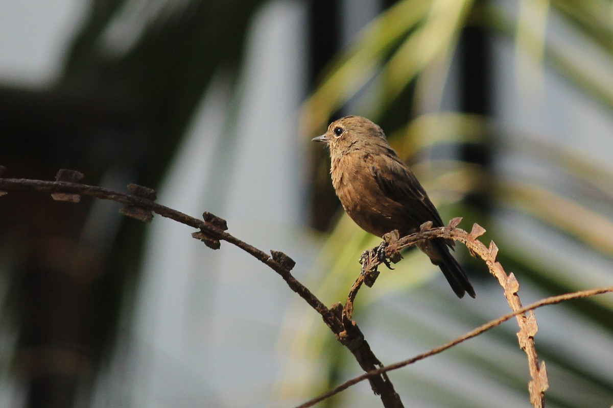 Pied Bushchat - ML63358031