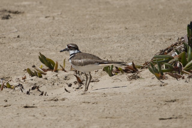 Killdeer - ML633580370