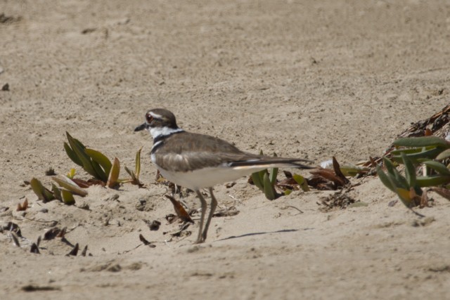 Killdeer - ML633580371