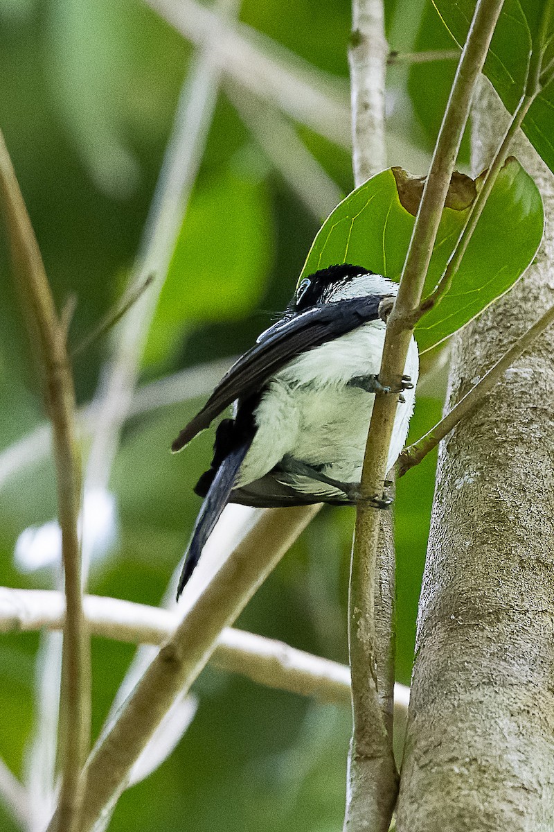 Frill-necked Monarch - ML633580392