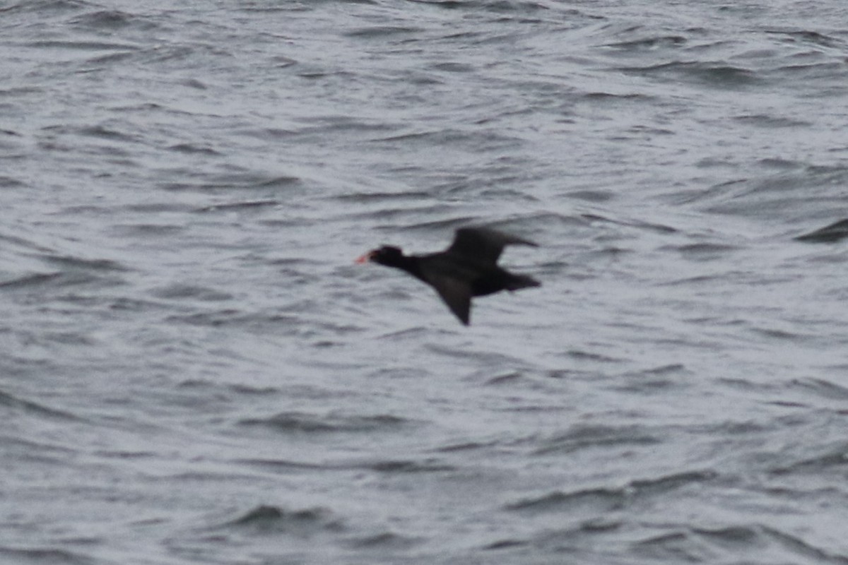 Surf Scoter - ML633580396