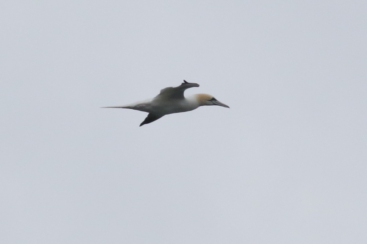 Northern Gannet - ML633580405