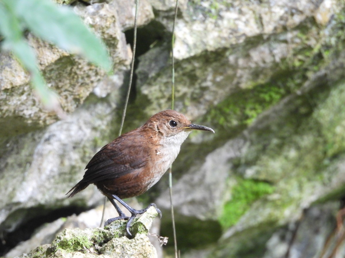 Nava's Wren - ML633580448