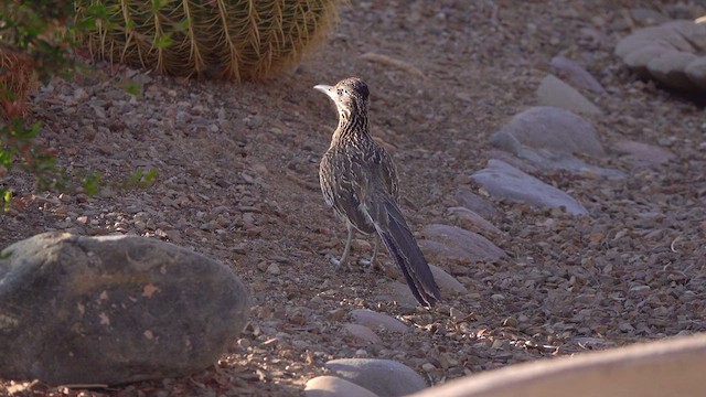 Greater Roadrunner - ML633580971