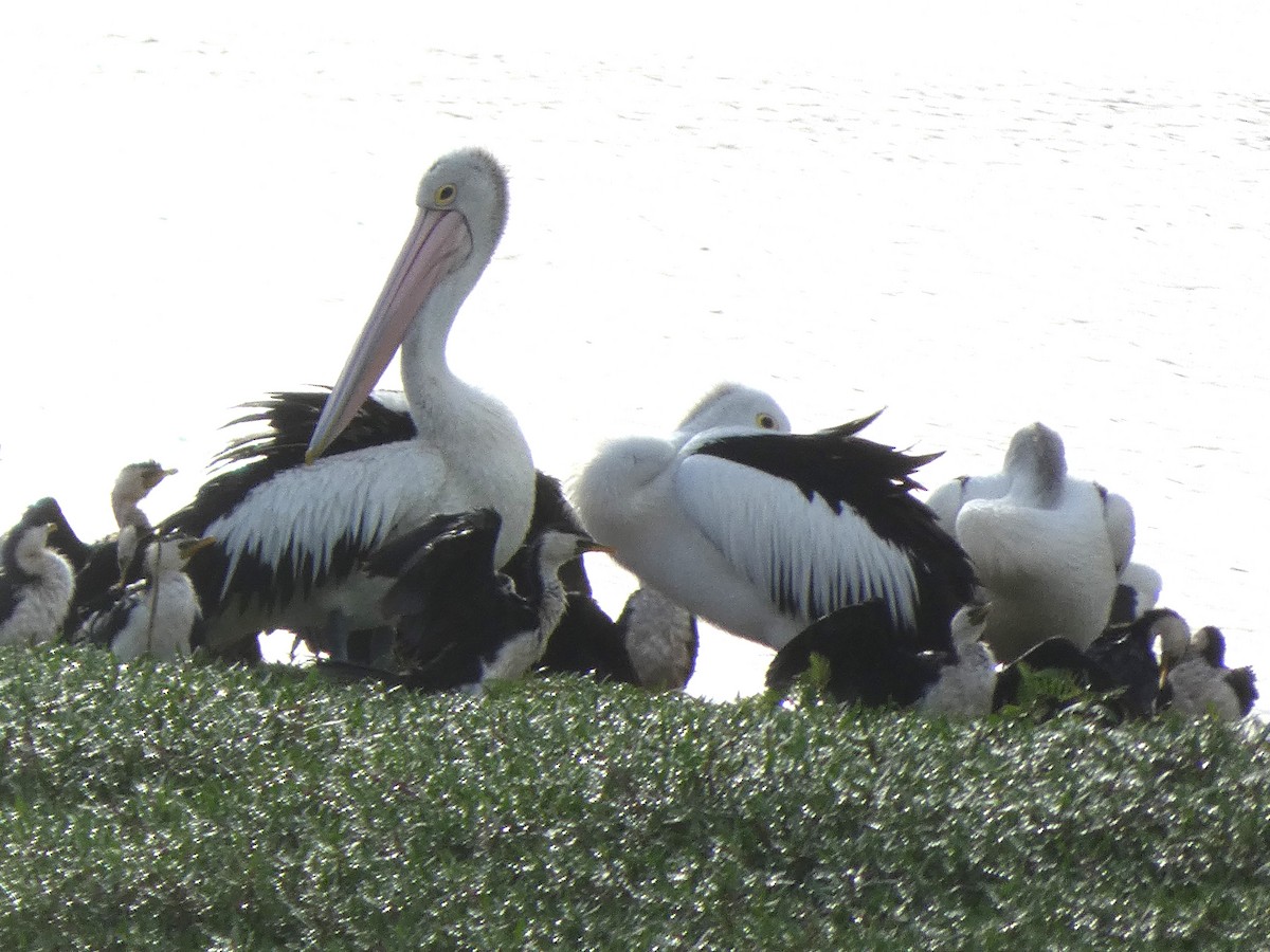 Australian Pelican - ML633580976