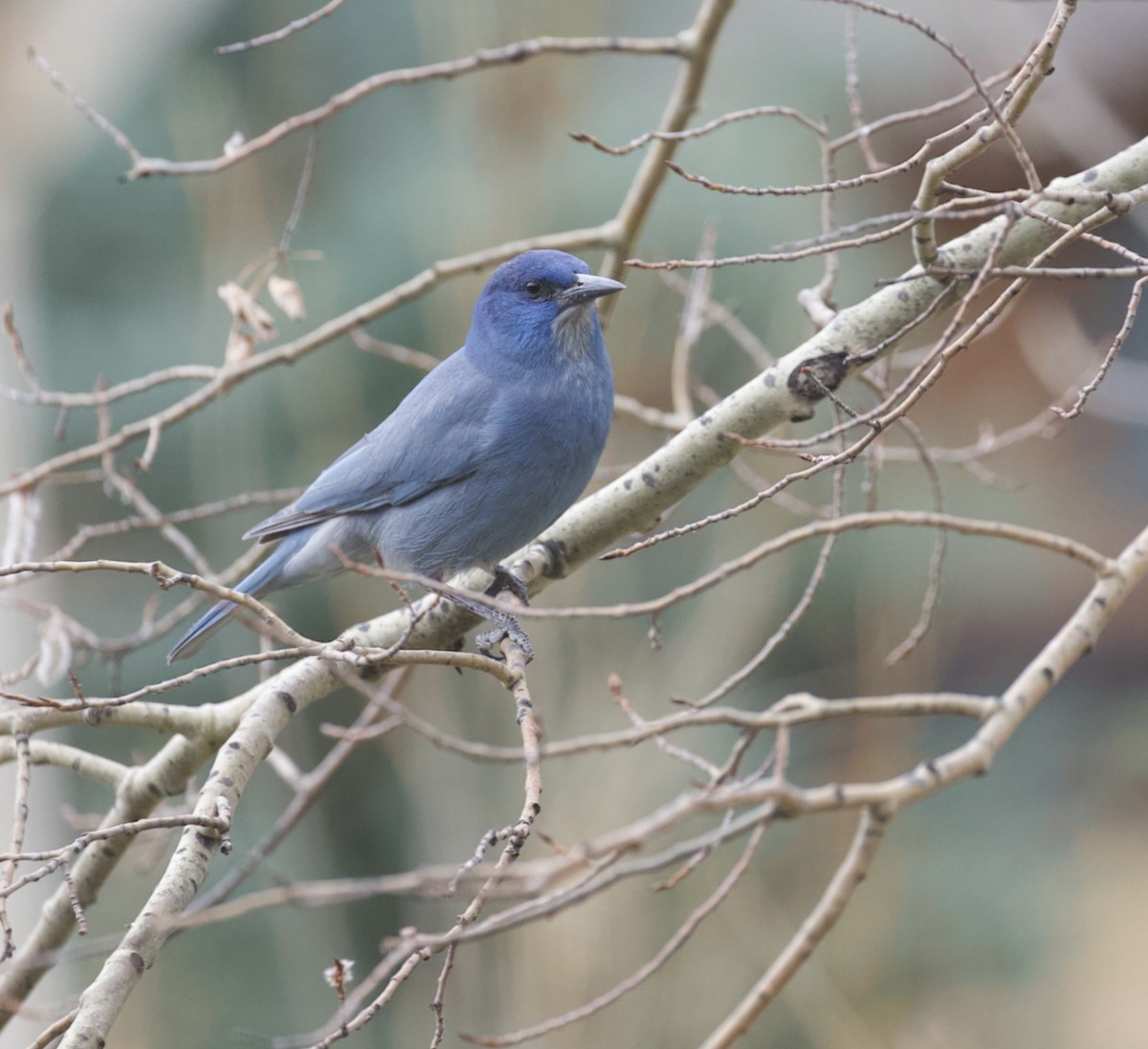 Geai des pinèdes - ML633581187