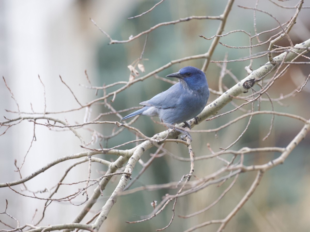 Geai des pinèdes - ML633581188