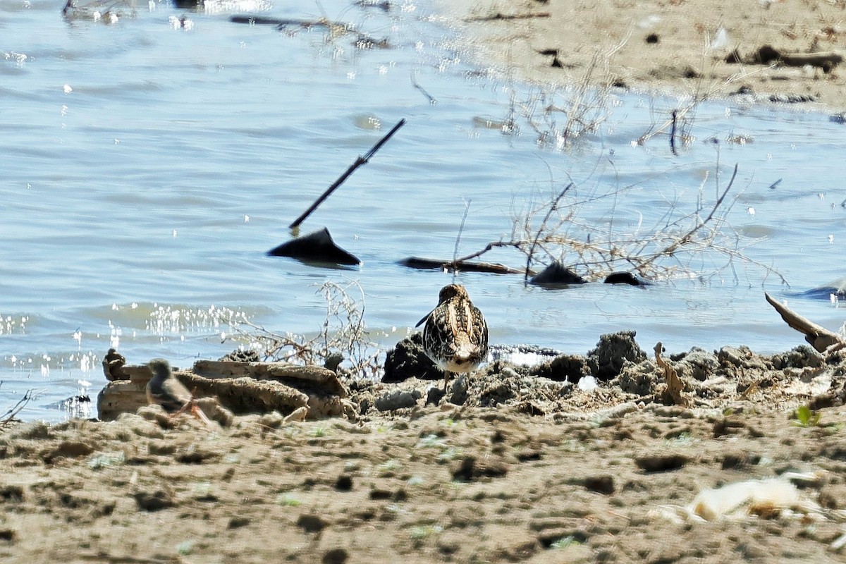 Wilson's Snipe - ML633581433
