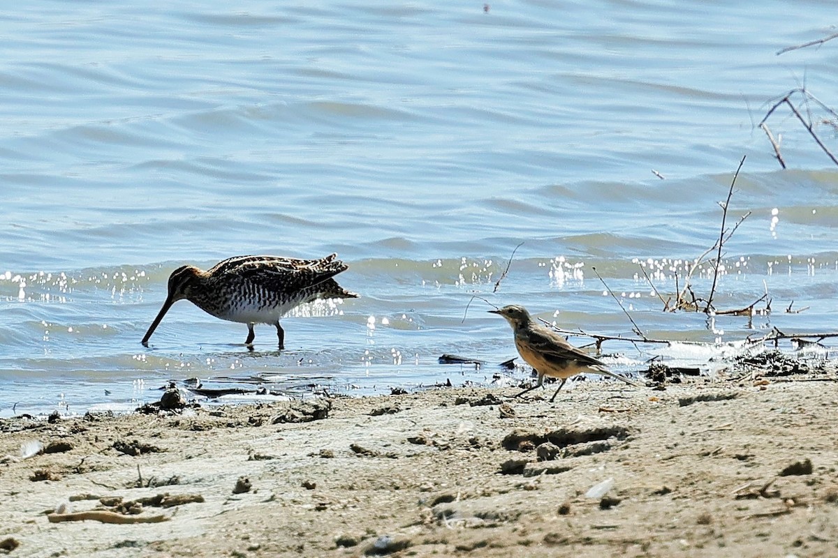 American Pipit - ML633581440