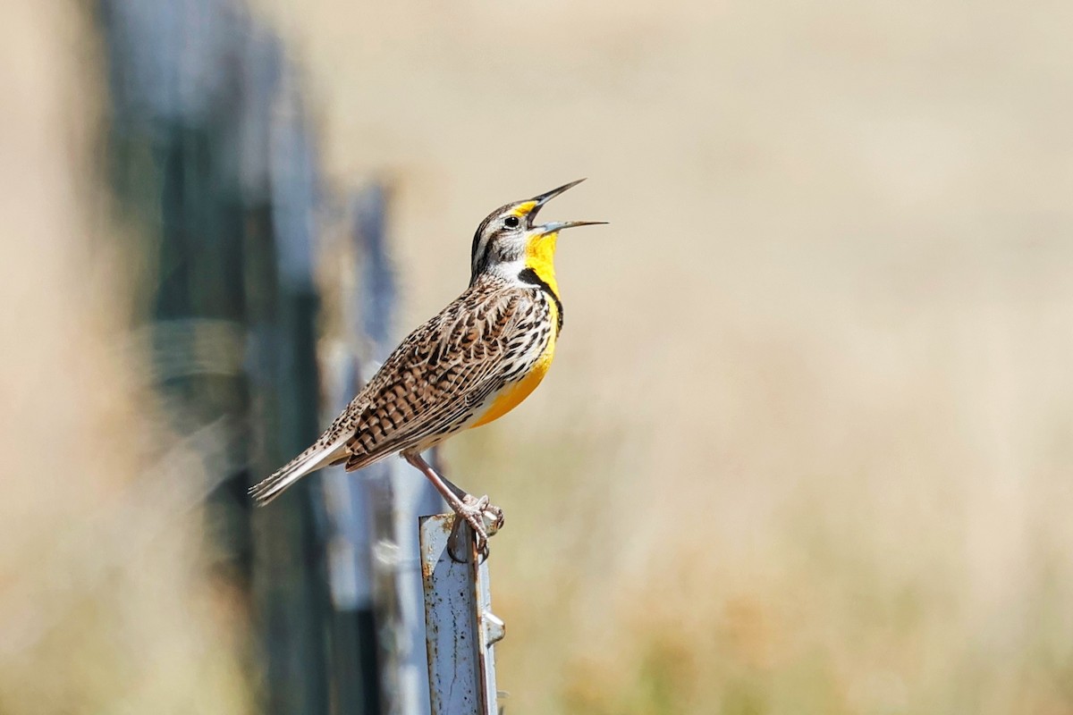 Western Meadowlark - ML633581449