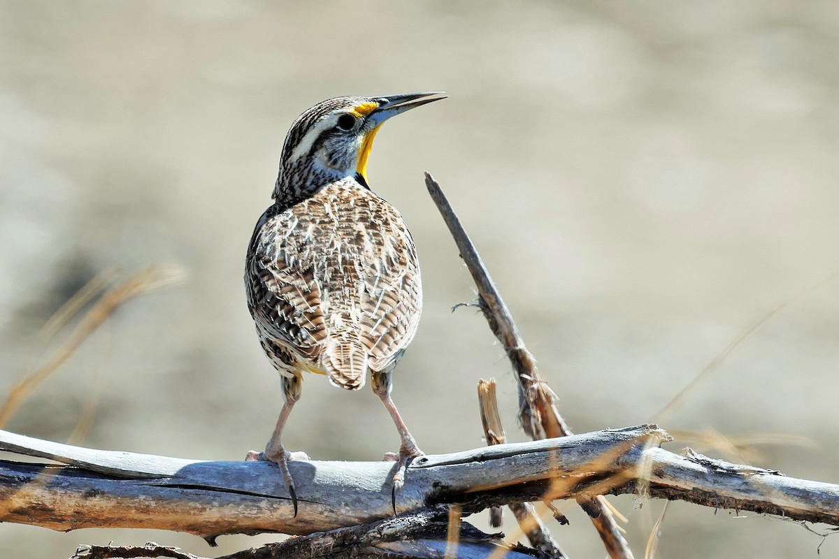 Western Meadowlark - ML633581450