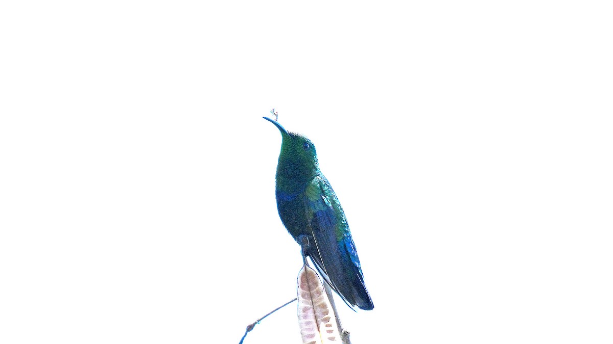 Colibri falle-vert - ML633581672