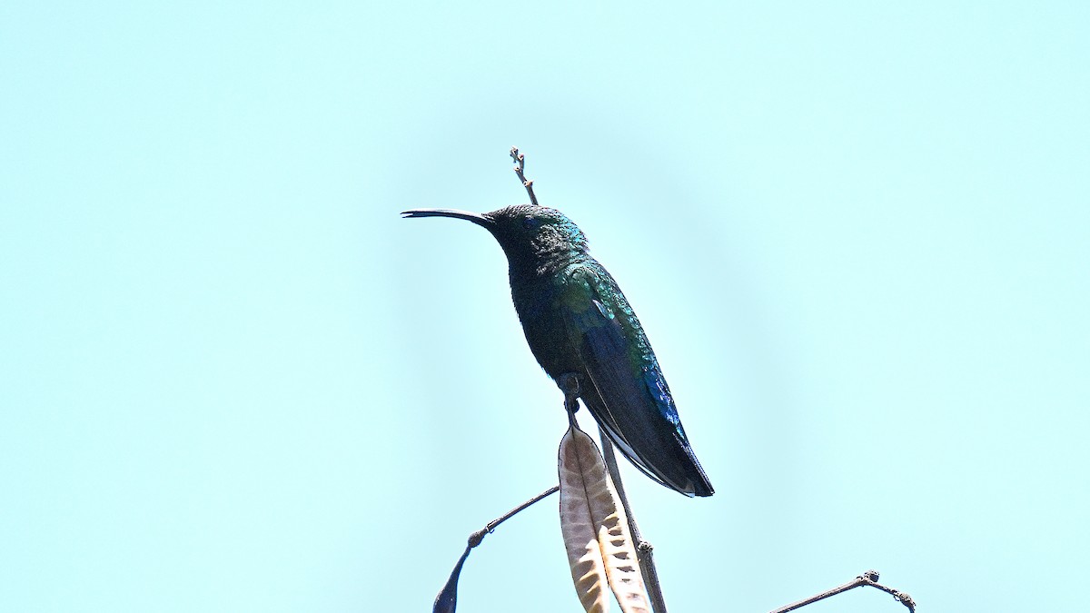 Colibri falle-vert - ML633581685