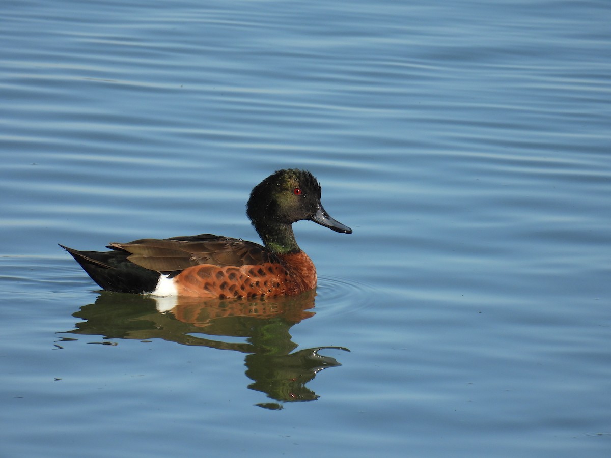 Chestnut Teal - ML633581976