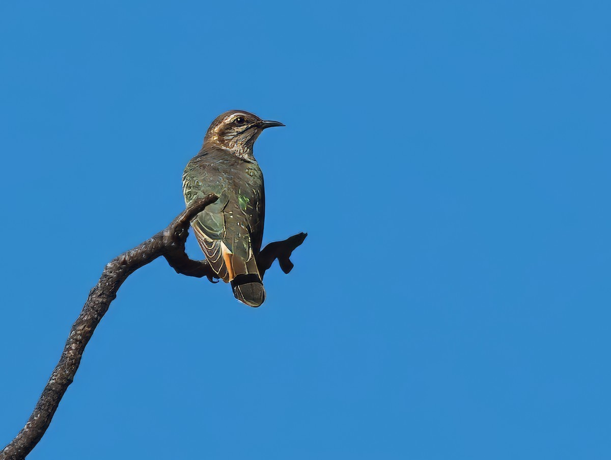 Horsfield's Bronze-Cuckoo - ML633581985