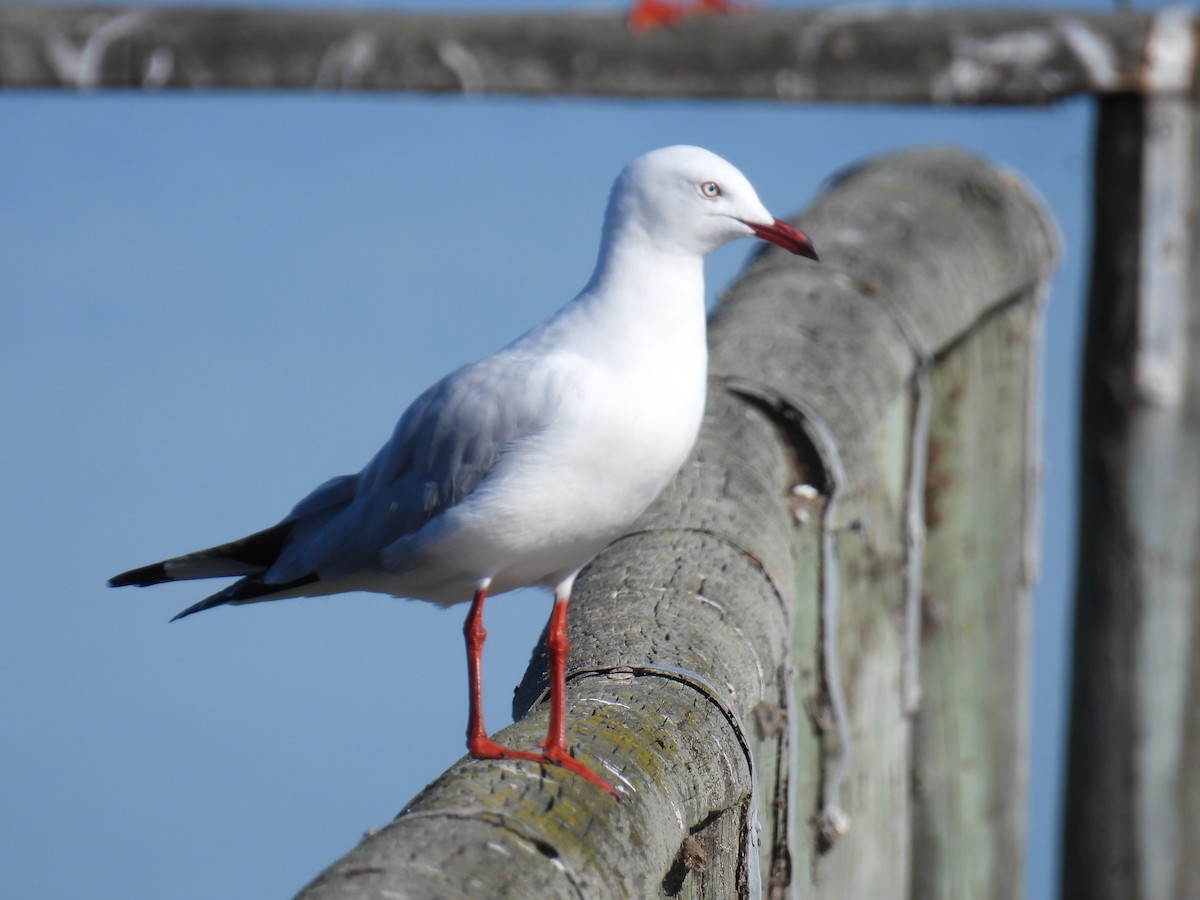 Silver Gull - ML633582008