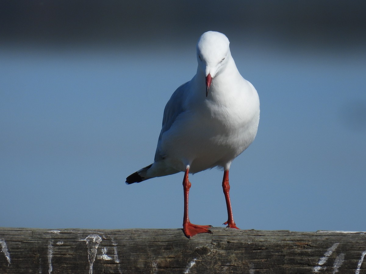 Silver Gull - ML633582009