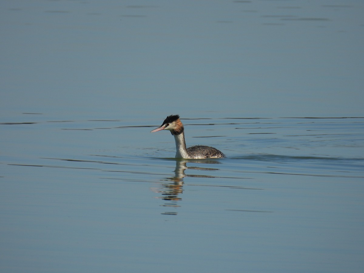Great Crested Grebe - ML633582028