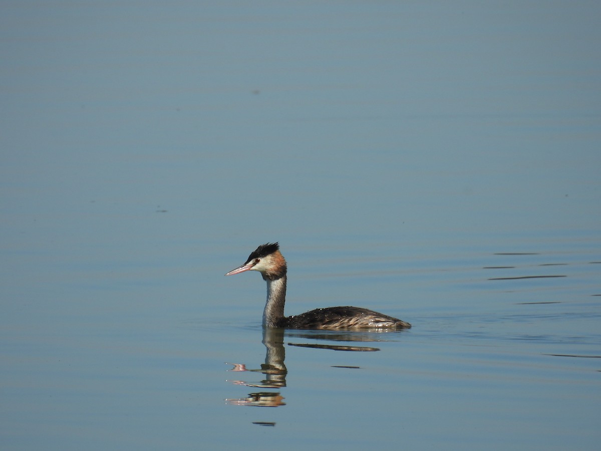 Great Crested Grebe - ML633582029