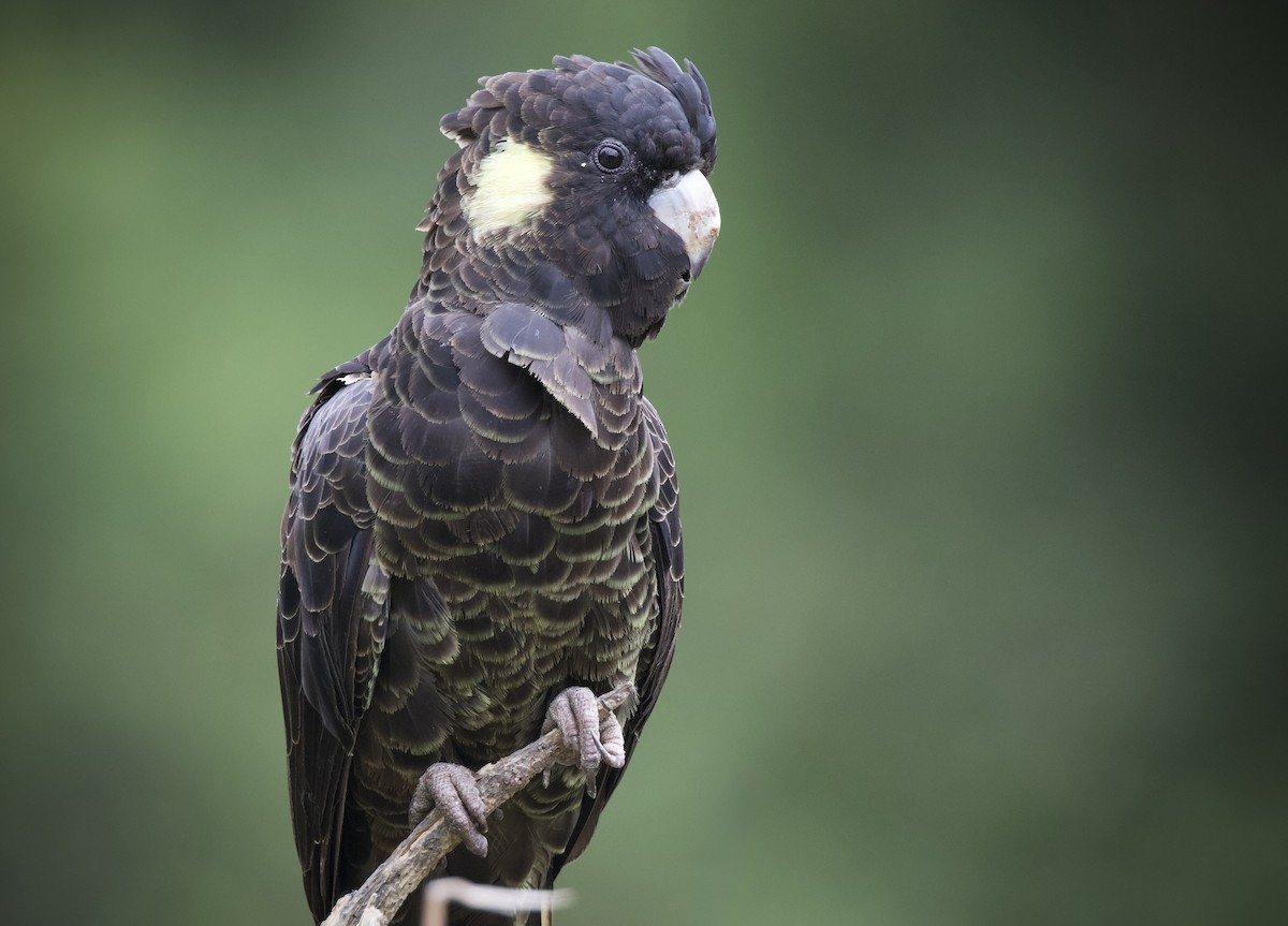 Yellow-tailed Black-Cockatoo - ML633582031