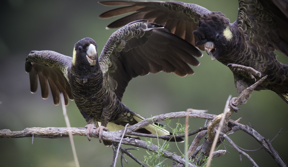 Yellow-tailed Black-Cockatoo - ML633582033