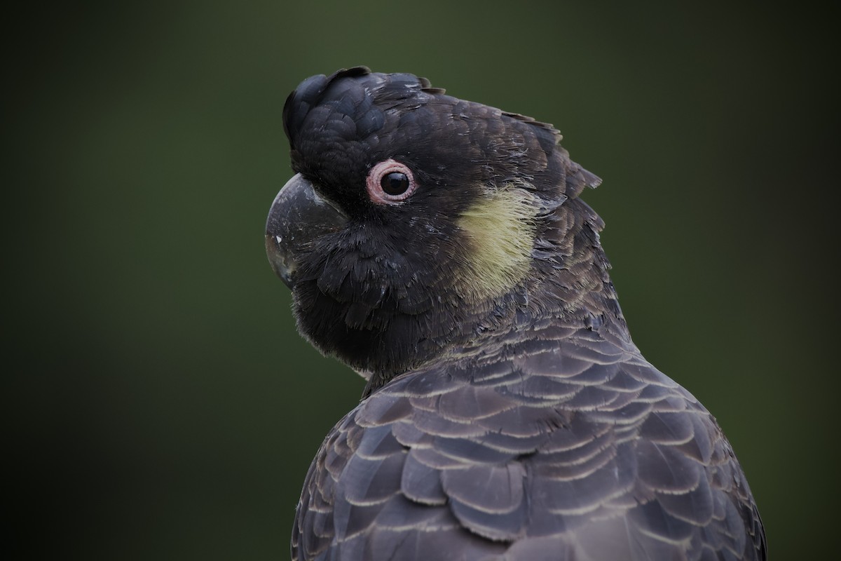 Yellow-tailed Black-Cockatoo - ML633582034