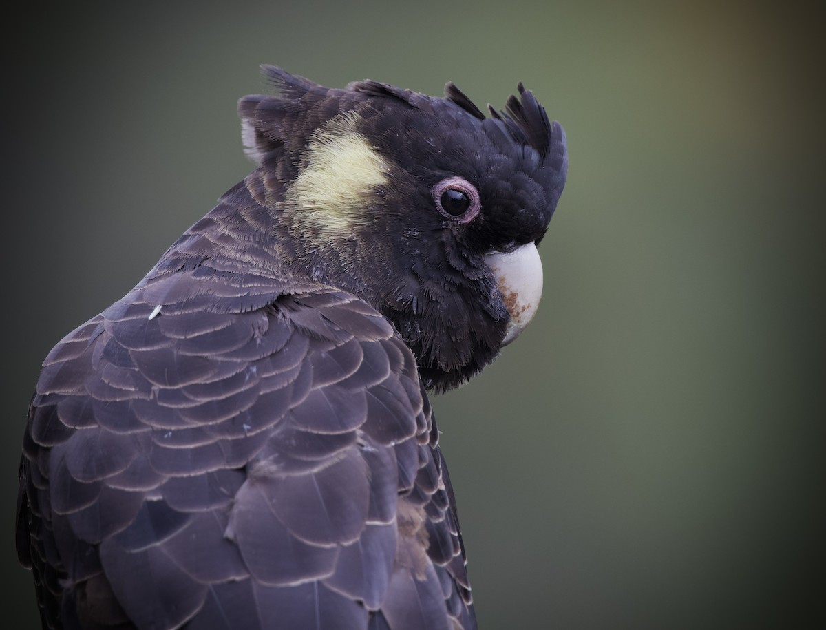 Yellow-tailed Black-Cockatoo - ML633582035