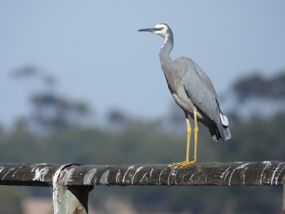 White-faced Heron - ML633582038