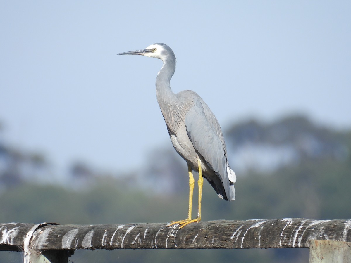 White-faced Heron - ML633582040