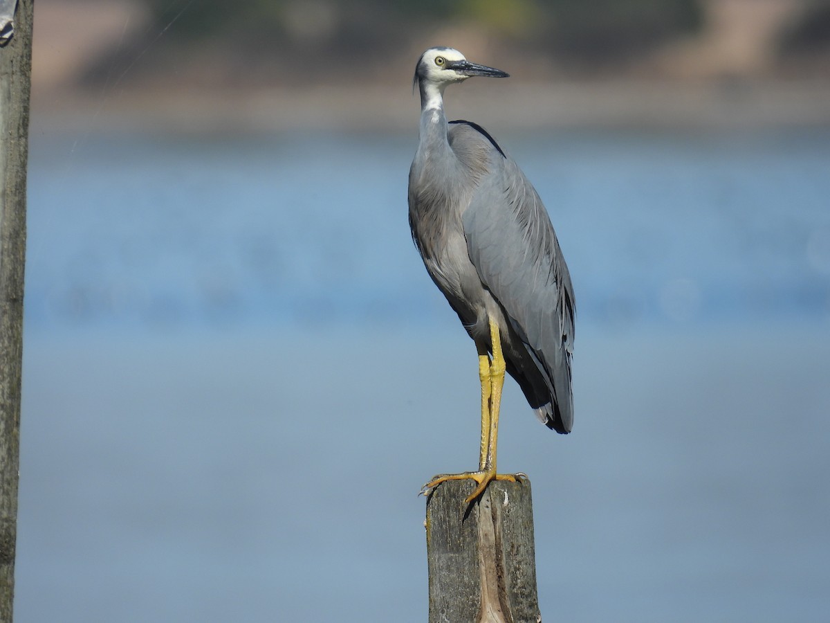 White-faced Heron - ML633582041