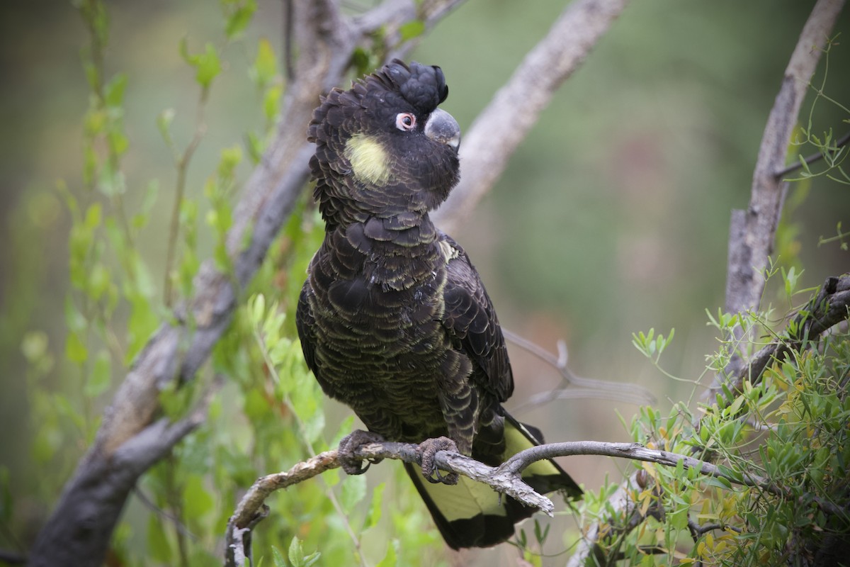 Yellow-tailed Black-Cockatoo - ML633582045