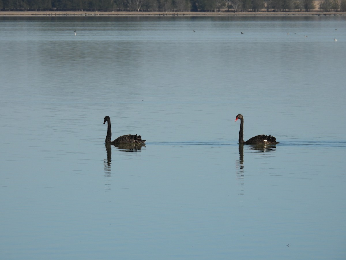 Black Swan - ML633582051