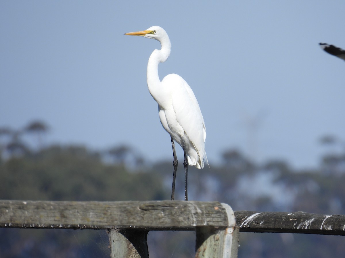 Great Egret - ML633582060